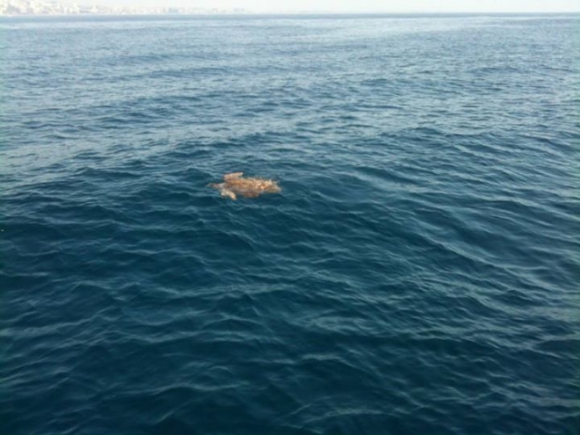Tortuga en el agua
